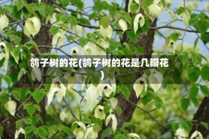 鸽子树的花(鸽子树的花是几瓣花)