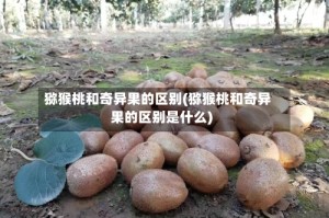 猕猴桃和奇异果的区别(猕猴桃和奇异果的区别是什么)