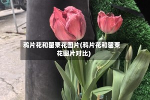 鸦片花和罂粟花图片(鸦片花和罂粟花图片对比)