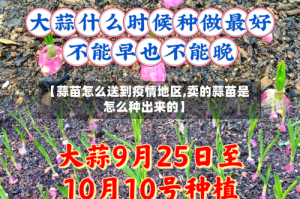 【蒜苗怎么送到疫情地区,卖的蒜苗是怎么种出来的】