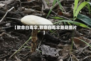 【致命白毒伞,致命白毒伞蘑菇图片】