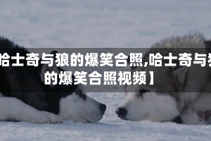 【哈士奇与狼的爆笑合照,哈士奇与狼的爆笑合照视频】
