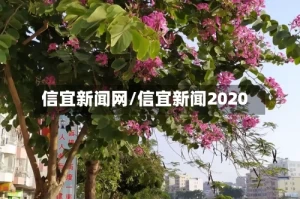 信宜新闻网/信宜新闻2020