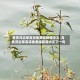 青青河边草高清免费版新闻中文/青青河边草高清免费版新闻中文下一句