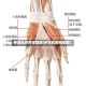 手臂肌肉名称图解(手臂肌肉构造图)