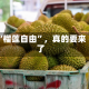 “榴莲自由”，真的要来了
