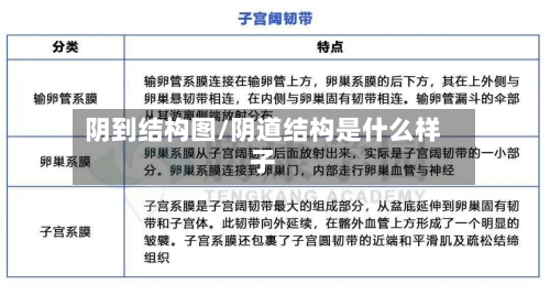 阴到结构图/阴道结构是什么样子-第2张图片