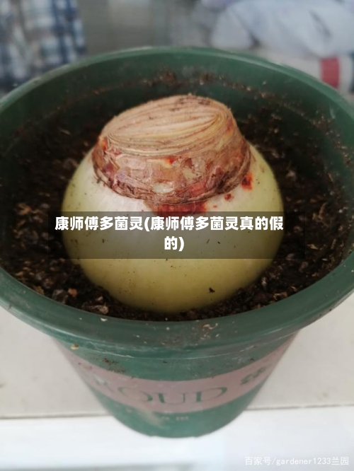 康师傅多菌灵(康师傅多菌灵真的假的)-第1张图片