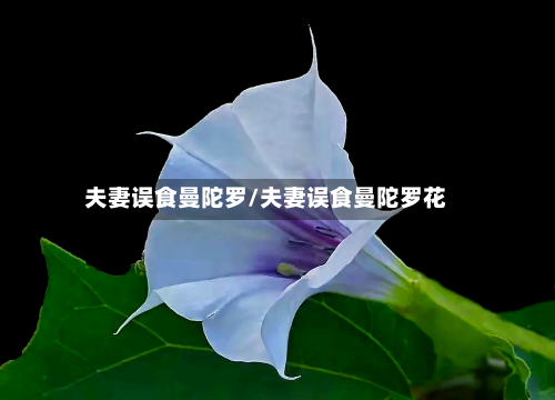 夫妻误食曼陀罗/夫妻误食曼陀罗花-第2张图片