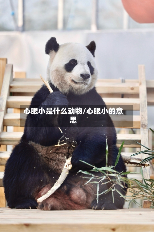心眼小是什么动物/心眼小的意思-第2张图片
