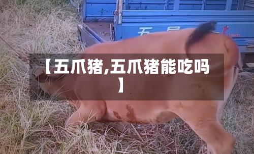 【五爪猪,五爪猪能吃吗】-第2张图片