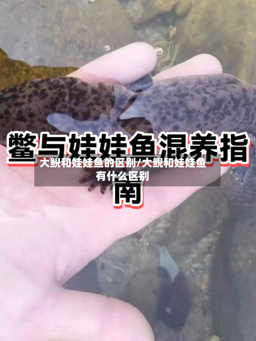 大鲵和娃娃鱼的区别/大鲵和娃娃鱼有什么区别-第1张图片