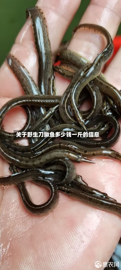 关于野生刀鳅鱼多少钱一斤的信息-第2张图片