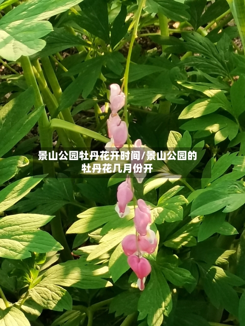 景山公园牡丹花开时间/景山公园的牡丹花几月份开-第2张图片