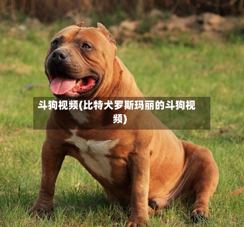 斗狗视频(比特犬罗斯玛丽的斗狗视频)-第2张图片