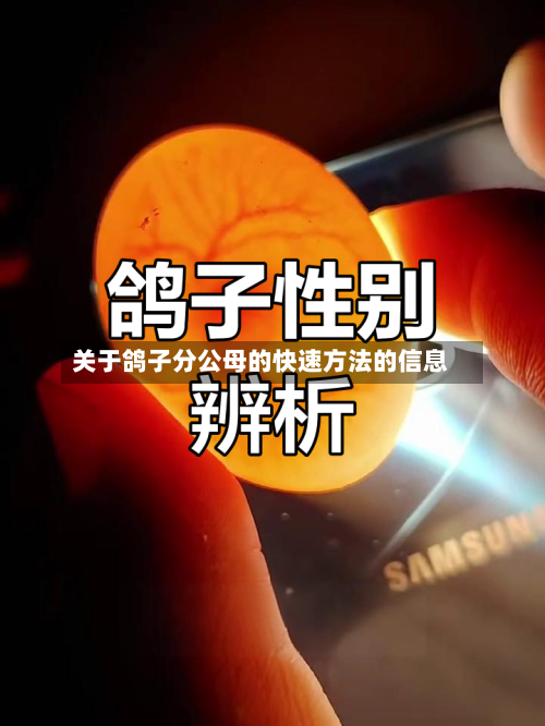 关于鸽子分公母的快速方法的信息-第2张图片
