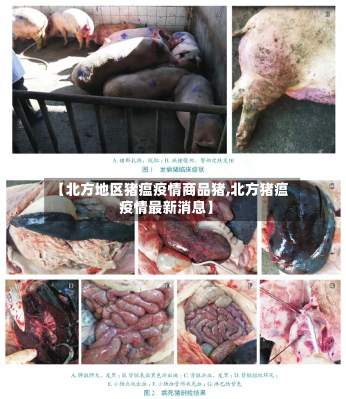 【北方地区猪瘟疫情商品猪,北方猪瘟疫情最新消息】-第2张图片