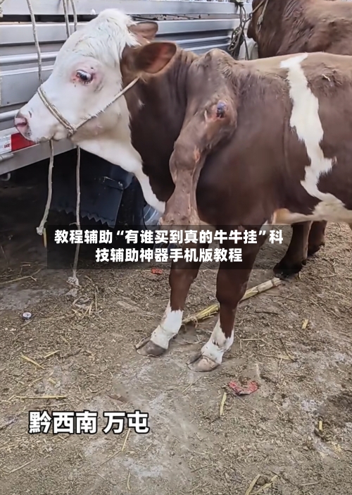 教程辅助“有谁买到真的牛牛挂	”科技辅助神器手机版教程-第2张图片