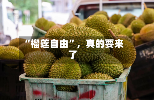 “榴莲自由”，真的要来了-第1张图片