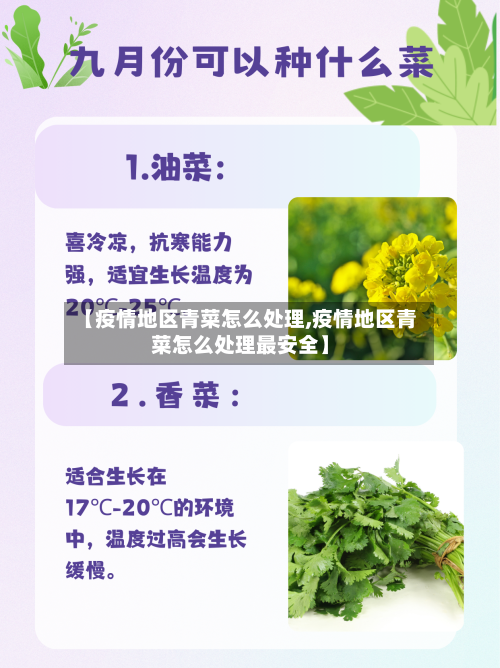 【疫情地区青菜怎么处理,疫情地区青菜怎么处理最安全】-第2张图片