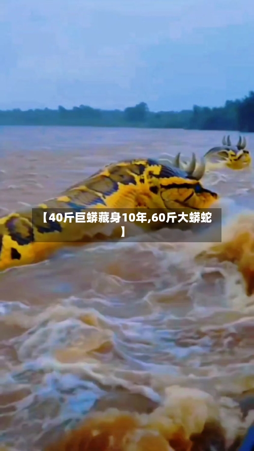【40斤巨蟒藏身10年,60斤大蟒蛇】-第1张图片