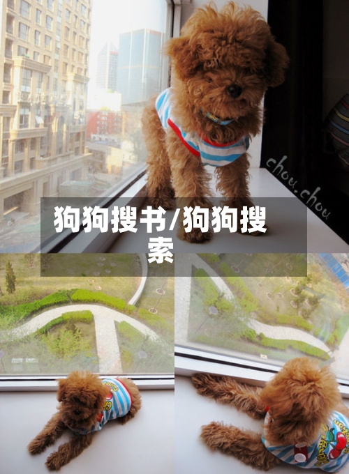 狗狗搜书/狗狗搜索-第2张图片