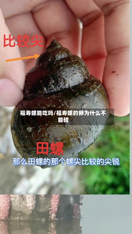 福寿螺能吃吗/福寿螺的卵为什么不能碰-第3张图片