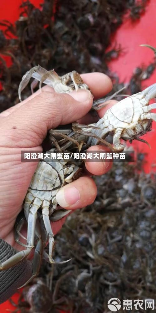 阳澄湖大闸蟹苗/阳澄湖大闸蟹种苗-第1张图片